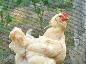 Chicken Not Eating And Walking In Circles (2 Reasons Why + What To Do)