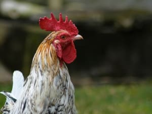 Chicken Seizure (Causes, Symptoms + What To Do + FAQ’s)