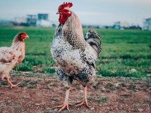 Chicken Is Spinning In Circles (2 Reasons Why + What To Do + FAQ)