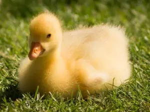 Newly Hatched Duckling Problems (4 Common Issues Of Ducklings)
