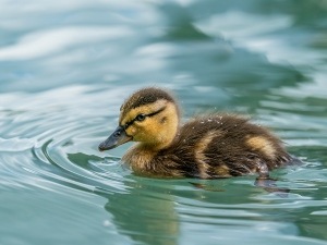 Duckling Umbilical Hernia (What It Is + 6 Ways To Help The Bird)