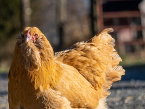 Sick Chicken Head Twitching (2 Reasons Why + What To Do + FAQ’s)