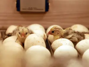 Baby Chick Shaking Head (4 Reasons Why + What To Do)