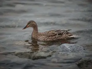 Wild Duck Limping (1 Reason Why + What To Do)