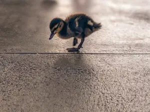 Mother Duck Kills Duckling (2 Reasons Why + What To Do)