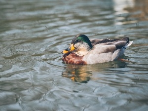 Duck Lethargic Not Eating (3 Reasons Why + What To Do)