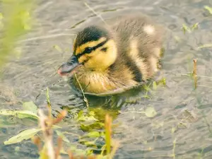 Duckling Died When Hatching (4 Reasons Why + What To Do)