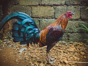 Rooster Shaking Legs (2 Reasons Why + What To Do)