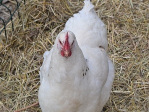 Chicken Sounds Hoarse (3 Reasons Why + What To Do + FAQ’s)
