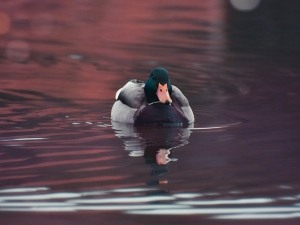 Duck Not Eating (4 Reasons Why + What To Do)