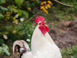 Chicken Acting Like Something Stuck In Its Throat (2 Reasons Why + What To Do + FAQ’s)
