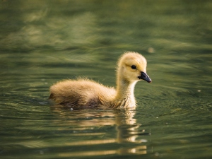 Duckling Hatched Too Early (2 Reasons Why + What To Do)