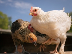Chicken Stuck On Back (2 Reasons Why + What To Do)