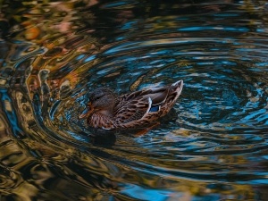 Why Is My Duck Making Weird Noises (4 Weird Duck Noises + When To Worry)