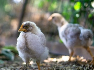 Chick Gasping And Chirping (2 Reasons Why + What To Do)