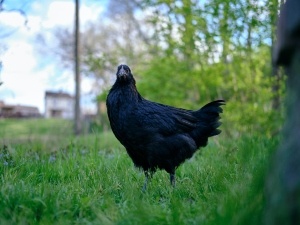 Chicken Shaking Head And Walking Backward (2 Reasons Why + What To Do)