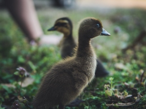 Duckling Not Eating Or Drinking (5 Reasons Why + What To Do + FAQ’s)