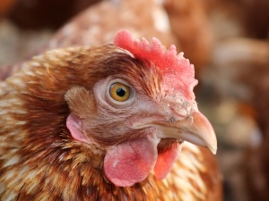Chicken’s Comb Looks Dry (4 Reasons Why + What To Do)