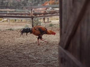 Rooster Keeps Falling Over (5 Reasons Why + What To Do)