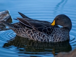 White Duck Poop (3 Reasons Why This Happens + What To Do + FAQ’s)