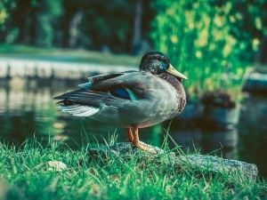 How To Train A Duck To Walk On A Leash (A Simple Training Guide)