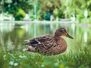 How To Make A Duck Diaper Out Of A Sock (6 Easy Steps)