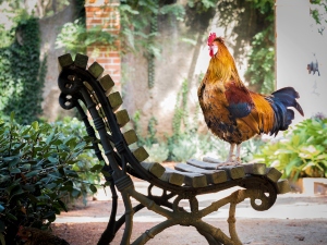 Hens Picking On Rooster (4 Reasons Why + What To Do)