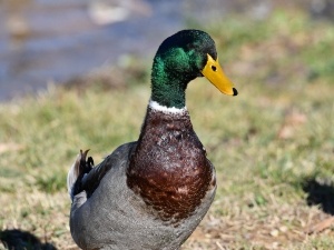Duck Breathing Heavy (3 Reasons Why + What To Do + FAQ’s)