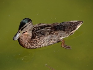Duck Sneezing Treatment (2 Reasons Why Ducks Sneeze + What To Do)