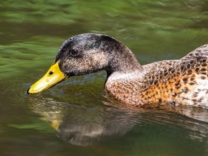 Duck Bill Colour Change (4 Reasons Why This Happens + What To Do + FAQ’s)