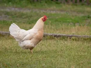 Chicken Has A Broken Leg At The Hip (How To Help The Bird)