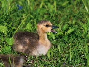 Duckling Flipping On Its Back (3 Reasons Why + What To Do + FAQ’s)