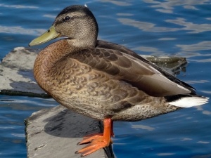 Why Do Ducks Change Colour? (3 Reasons Why)