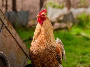 Growth On Chicken Beak (3 Reasons Why + What To Do)