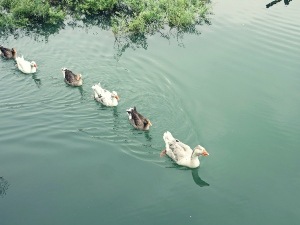 How To Keep Ducks On A Pond Safe (3 Ways To Do This)
