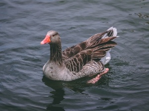 How To Clean Duck Poop From Grass (On Lawns + In The Run)
