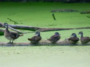 Why Do Ducklings Follow Their Mother? (1 Reason Why)