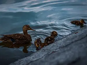 Why Do Mother Ducks Kill Their Babies? (2 Reasons Why + What To Do)
