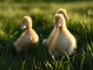 Duckling Wobbly (1 Reason Why + Treatment Options)