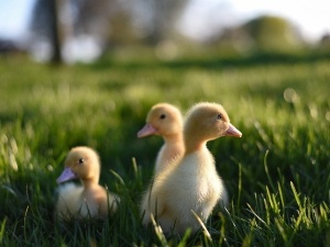 Duckling Laying On Its Back (4 Reasons Why + What To Do)