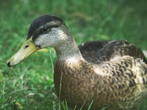 Duck With A Runny Nose (2 Reasons Why + What To Do + FAQ’s)