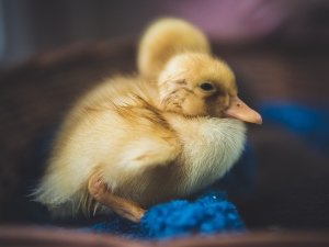 Duckling Weak After Hatching (4 Reasons Why + What To Do)