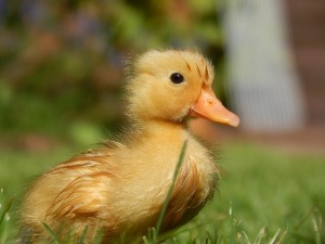 Waterlogged Duckling Symptoms (3+ Symptoms To Look Out For)
