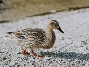 How Can You Tell If A Duck Is In Pain (5 Signs Of A Duck In Pain)