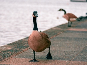 Pekin Duck Swollen Leg (3 Reasons Why + What To Do)