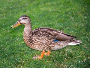 Black Spot On Duck Foot (3 Reasons Why + What To Do)