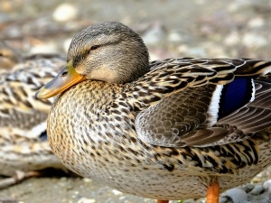 Pigeon-Toed Duck (2 Reasons Behind This + What To Do)