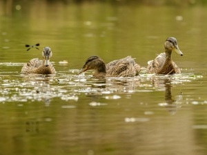 Beak Rot In Ducks (1 Reason Why + What To Do + FAQ’s)