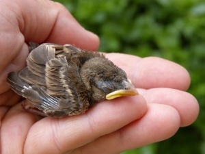 Can You Get Sick From Touching A Baby Bird? (+ What To Do If You Do)