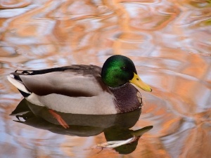 Is Duck Poop Good For Grass? (A Quick Guide)